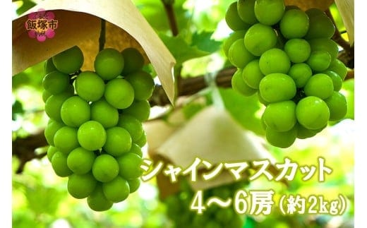 シャインマスカット4-6房(約2kg)＜2026年8月中旬から発送開始分先行予約＞【B6-028】