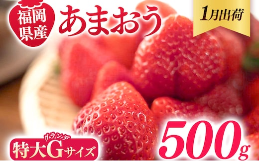 福岡県産 あまおう 500g （250g×2パック） いちご 1月中発送 いちご 苺 フルーツ 果物 くだもの 大粒Gサイズ グランデ 農家直送 大粒 不揃い 福岡県 福岡 九州 グルメ お取り寄せ