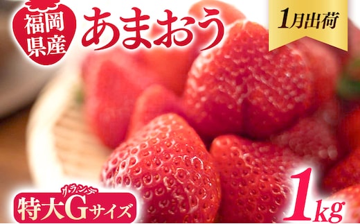 福岡県産 あまおう 1000g （250g×4パック） いちご 1月中発送 いちご 苺 フルーツ 果物 くだもの 大粒Gサイズ グランデ 農家直送 大粒 不揃い 福岡県 福岡 九州 グルメ お取り寄せ