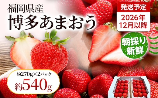 【先行受付】農家直送 朝採り新鮮いちご【博多あまおう】＜12月より順次発送＞ 約270g×2パック 福岡県産 苺 イチゴ 朝採れ 冷蔵 スイーツ ジュース ギフト プレゼント お土産 九州 福岡土産 ※北海道・沖縄・離島は配送不可