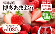 【先行受付】農家直送 朝採り新鮮いちご【博多あまおう】＜12月より順次発送＞ 約270g×4パック 福岡県産 苺 イチゴ 朝採れ 冷蔵 スイーツ ジュース ギフト プレゼント お土産 九州 福岡土産 ※北海道・沖縄・離島は配送不可