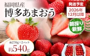 【先行受付】農家直送 朝採り新鮮いちご【博多あまおう】＜12月より順次発送＞ 約270g×2パック 福岡県産 苺 イチゴ 朝採れ 冷蔵 スイーツ ジュース ギフト プレゼント お土産 九州 福岡土産 ※北海道・沖縄・離島は配送不可