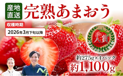 あまおう 約1100g（約275g×4パック） 【先行受付／2026年3月下旬以降順次発送予定】いちご 苺 福岡高級 フルーツ お取り寄せ ご当地グルメ 福岡土産 取り寄せ グルメ 福岡県 食品 社会福祉法人 猪位金福祉会