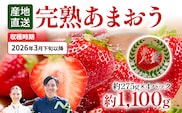 あまおう 約1100g（約275g×4パック） 【先行受付／2026年3月下旬以降順次発送予定】いちご 苺 福岡高級 フルーツ お取り寄せ ご当地グルメ 福岡土産 取り寄せ グルメ 福岡県 食品 社会福祉法人 猪位金福祉会