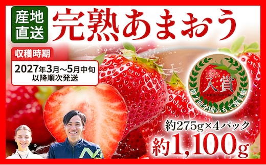 あまおう 約1100g（約275g×4パック） 【先行受付／2027年3月～5月中旬順次発送予定】いちご 苺 福岡高級 フルーツ お取り寄せ ご当地グルメ 福岡土産 取り寄せ グルメ 福岡県 食品 社会福祉法人 猪位金福祉会