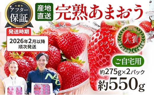 アフター保証 あまおう 約550g（約275g×2パック）【先行受付／2026年2月以降順次発送予定】いちご 大粒 不揃い 苺 イチゴ 福岡高級 フルーツ 土産 福岡県
