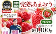 アフター保証 あまおう 約1,100g（約275g×4パック）【先行受付／2026年2月以降順次発送予定】いちご 大粒 不揃い 苺 イチゴ 福岡高級 フルーツ 土産 福岡県