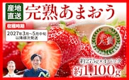 あまおう 約1100g（約275g×4パック） 【先行受付／2027年3月～5月中旬順次発送予定】いちご 苺 福岡高級 フルーツ お取り寄せ ご当地グルメ 福岡土産 取り寄せ グルメ 福岡県 食品 社会福祉法人 猪位金福祉会