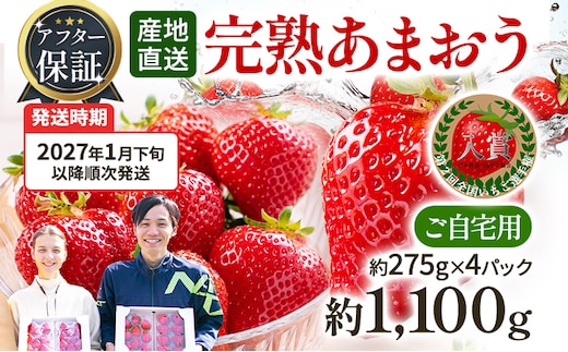 アフター保証 あまおう 約1,100g（約275g×4パック）【先行受付／2027年 1月下旬以降順次発送予定】いちご 大粒 不揃い 苺 イチゴ 福岡高級 フルーツ 土産 福岡県