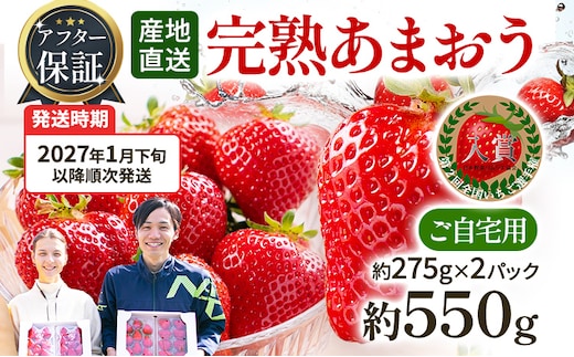 アフター保証 あまおう 約550g（約275g×2パック）【先行受付／2027年 1月下旬以降順次発送予定】いちご 大粒 不揃い 苺 イチゴ 福岡高級 フルーツ 土産 福岡県