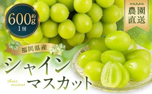 シャインマスカット 農園直送｜収穫当日発送・アフター保証 約600g(1房)【2026年8月上旬～10月上旬発送予定】福岡県産 フルーツ ぶどう