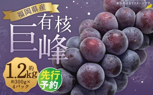 数量限定 有核 巨峰 約300g×4パック 計約1.2kg ぶどう ブドウ 果物 フルーツ 福岡県産 【2027年7月下旬~8月下旬発送予定】