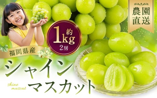 農園直送! シャインマスカット 約1kg ( 2房 ) マスカット ぶどう ブドウ 葡萄 果物 くだもの フルーツ 果実 果汁 果肉 新鮮 直送 国産 福岡県産 冷蔵 【 2026年10月上旬頃迄発送予定 】
