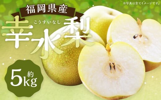 数量限定 幸水梨 約5kg 9~12玉【2026年7月下旬~8月下旬発送】 ナシ 梨 果物 フルーツ 福岡県産
