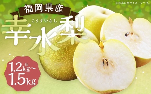 幸水梨 約1.2kg~1.5kg 3玉 【よらん野】【2026年7月下旬から8月下旬発送予定】 ナシ なし 梨 フルーツ くだもの 果物 果実 3玉