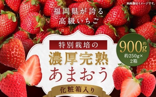 化粧箱入り 特別栽培 の 濃厚 完熟 あまおう 約900g 約450g×2パック 【2026年1月上旬~3月下旬まで発送予定】 いちご 苺 果物 フルーツ