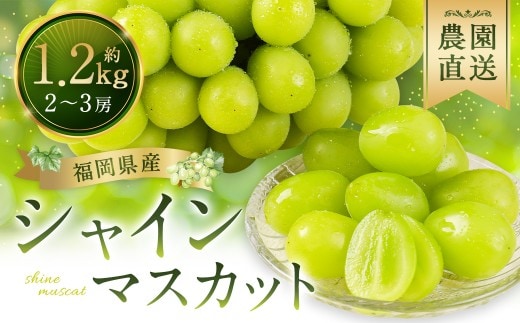 シャインマスカット 農園直送|収穫当日発送・アフター保証 1.2kg|【2026年9月上旬~10月上旬】福岡県産 フルーツ ぶどう
