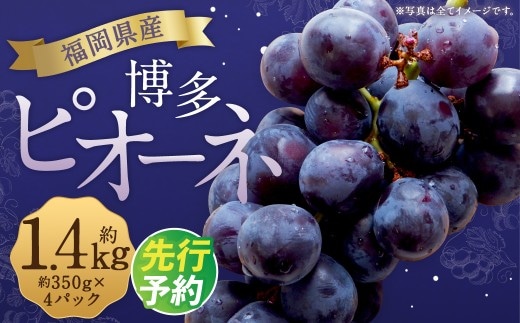 数量限定 博多ピオーネ 約350g×4パック 計約1.4kg ぶどう ブドウ 果物 フルーツ 福岡県産 【2027年7月下旬~8月下旬発送予定】