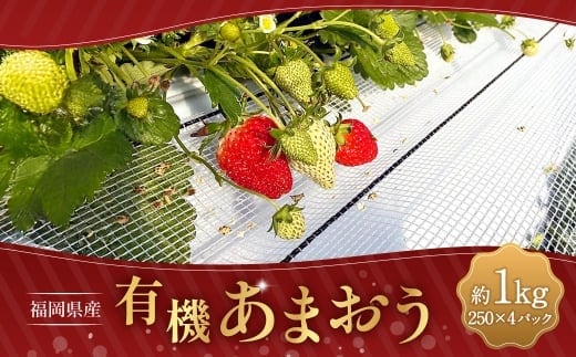 有機あまおう250g×4パック 【2026年1月上旬~3月下旬頃発送予定】 苺 いちご イチゴ 果物 くだもの フルーツ 国産 冷蔵 250g 4パック 有機あまおう あまおう