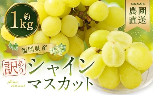 【訳あり】農園直送! シャインマスカット 約1kg 【2026年9月上旬から10月上旬発送予定】 ぶどう マスカット 果物 フルーツ