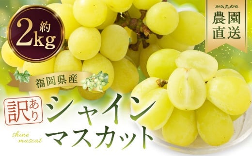 【訳あり】農園直送! シャインマスカット 約2kg 【2026年9月上旬から10月上旬発送予定】 ぶどう マスカット 果物 フルーツ