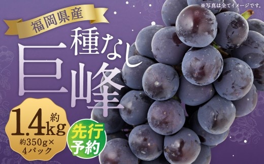 数量限定 種なし 巨峰 約350g×4パック 計約1.4kg ぶどう ブドウ 果物 フルーツ 福岡県産 【2027年7月下旬~8月下旬発送予定】