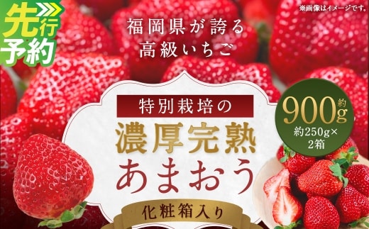 化粧箱入り 特別栽培 の 濃厚 完熟 あまおう 約900g 約450g×2パック 【2026年12月上旬から2027年4月下旬まで発送予定】 いちご 苺 果物 フルーツ