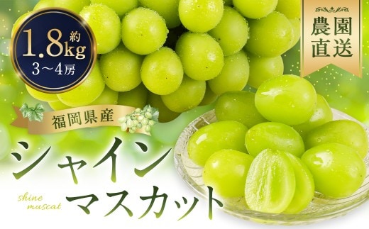 シャインマスカット 農園直送|収穫当日発送・アフター保証 約1.8kg(3?4房)【2026年9月上旬~10月上旬発送予定】福岡県産 フルーツ ぶどう