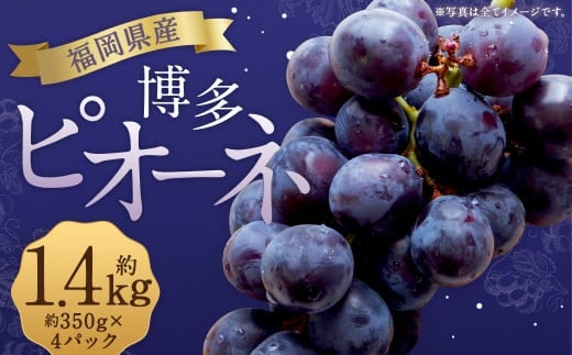 数量限定 博多ピオーネ 約350g×4パック 計約1.4kg ぶどう ブドウ 果物 フルーツ 福岡県産 【2026年6月下旬~8月上旬発送予定】