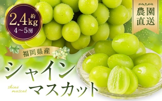 シャインマスカット 農園直送|収穫当日発送・アフター保証 約2.4kg(4?5房)【2026年8月上旬~8月下旬発送予定】福岡県産 フルーツ ぶどう
