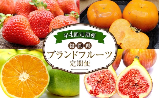 【4回定期便】福岡県 ブランドフルーツ 定期便 あまおう(約280g×4パック)とよみつひめ(約300g×4パック)早味かん(約3kg)秋王(約1.2kg)計6.52kg 果物 いちご 苺 イチゴ 無花果 いちじく イチジク みかん ミカン 蜜柑 柿 カキ かき