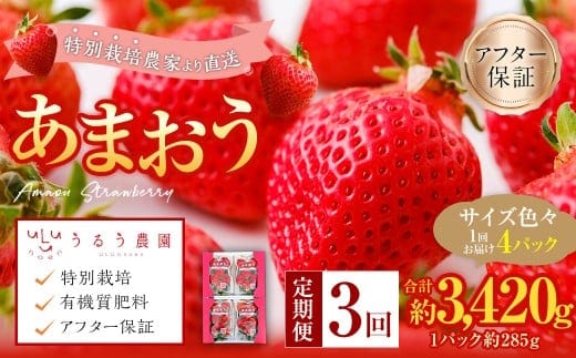 【3回定期便】 うるう農園のあまおう サイズ色々4パック (計約1140g) 【2026年2月上旬~4月下旬発送予定】 あまおう いちご 苺 果物 フルーツ 定期便 冷蔵 福岡県 太宰府