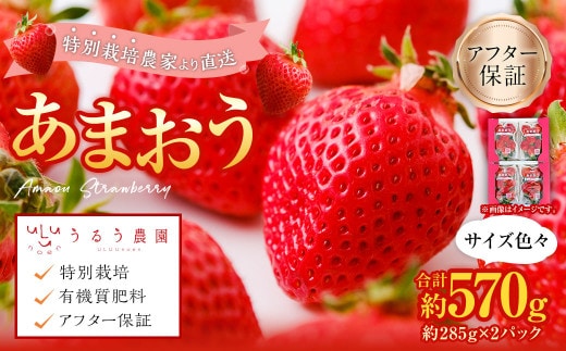 【アフター保証】あまおうサイズ色々 約570g(約285g×2パック)【2026年12月上旬~2027年1月下旬発送予定】あまおう いちご 苺 イチゴ フルーツ 果物