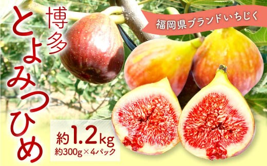 福岡県 ブランド いちじく「博多とよみつひめ」4パック フルーツ 果物 くだもの【2026年8月下旬~2026年10月下旬発送予定】