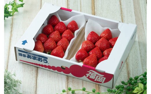 福岡産【冬】 あまおう 2パック いちご 苺 果物 フルーツ 福岡 太宰府【2025年12月上旬~2026年1月下旬発送予定】