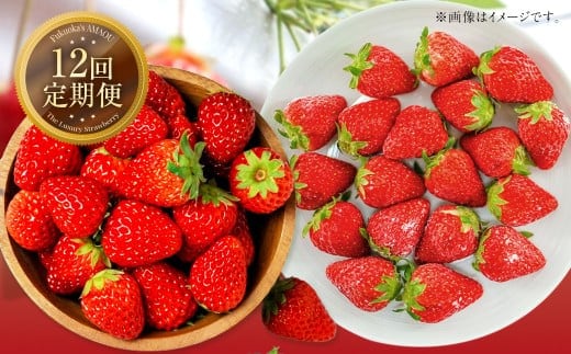 【12ヶ月定期便】 【いちごの年間定期便】 福岡県産あまおう (フレッシュあまおう・冷凍あまおう) いちご イチゴ 冷凍いちご あまおう 冷凍あまおう 果物 くだもの 国産 福岡県産 定期便 冷蔵 冷凍