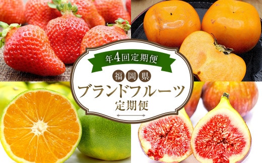 【4回定期便】福岡県 ブランドフルーツ 定期便 あまおう(約250g×4パック)とよみつひめ(約300g×4パック)早味かん(約3kg)秋王(約1.2kg)計6.52kg 果物 いちご 苺 イチゴ 無花果 いちじく イチジク みかん ミカン 蜜柑 柿 カキ かき