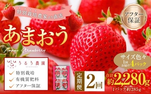 【2回定期便】 うるう農園のあまおう サイズ色々4パック (計約1140g) 【2026年3月上旬~4月下旬発送予定】 あまおう いちご 苺 果物 フルーツ 定期便 冷蔵 福岡県 太宰府
