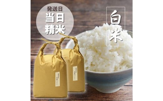 【令和7年産】福岡県産 【特A】評価のお米「元気つくし」5kg×2袋(10kg)白米 精米 お米 米