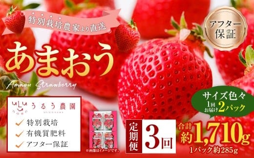【3回定期便】 うるう農園のあまおう サイズ色々2パック (計約570g) 【2026年2月上旬~4月下旬発送予定】 あまおう いちご 苺 果物 フルーツ 定期便 冷蔵 福岡県 太宰府
