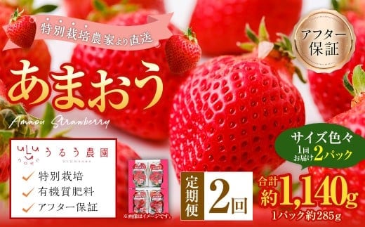 【2回定期便】 うるう農園のあまおう サイズ色々2パック(計約570g) 【2026年3月上旬~4月下旬発送予定】 あまおう いちご 苺 果物 フルーツ 定期便 冷蔵 福岡県 太宰府