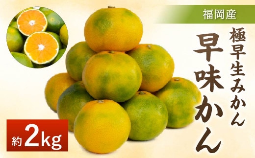 福岡県産 極早生みかん 早味かん 約2kg みかん ミカン フルーツ 果物 国産【2026年9月上旬~9月下旬発送予定】