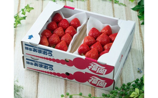 福岡産【冬】 あまおう 4パック いちご 苺 果物 フルーツ 福岡 太宰府【2025年12月上旬~2026年1月下旬発送予定】