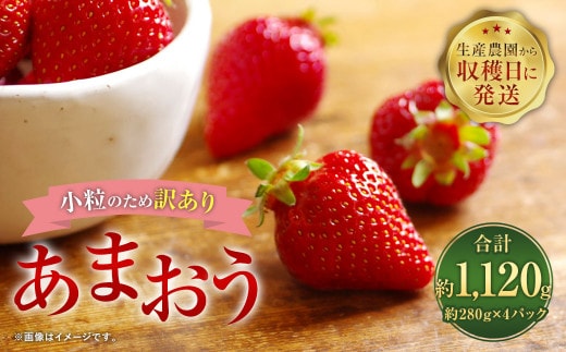 【1月~2月発送】【訳あり・小粒】 あまおう 約280g×4パック 約1120g【2026年1月上旬~2026年2月下旬発送予定】いちご イチゴ 苺 フルーツ