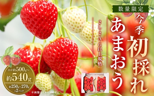 今季初採れあまおう 2パック【数量限定】【2025年12月上旬~2026年1月下旬発送予定】あまおう いちご イチゴ 苺 フルーツ 果物