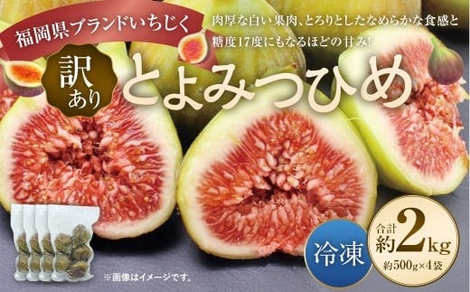 【訳あり】 冷凍いちじく 「とよみつひめ」 2kg (500g×4袋) / いちじく イチジク 果物 果実 フルーツ 冷凍フルーツ 冷凍