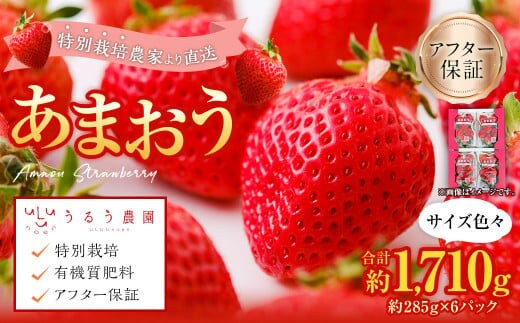 【特別栽培/有機質肥料/アフター保証】うるう農園 あまおう サイズ色々 6パック(約1710g)【2026年2月上旬~4月上旬発送予定】いちご イチゴ 苺 フルーツ 果物