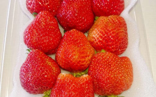 【3回定期便】あまおう 3パック いちご 苺 イチゴ フルーツ 果物【2026年1月下旬~4月下旬発送予定】