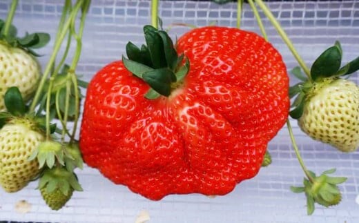 大粒 あまおう 4パック【2026年2月上旬~4月上旬発送予定】