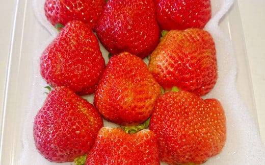 あまおう ボリュームセット 6パック【2026年2月上旬~4月上旬発送予定】